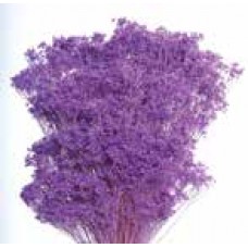 BLOOMS GYPSY Lavender-OUT OF STOCK